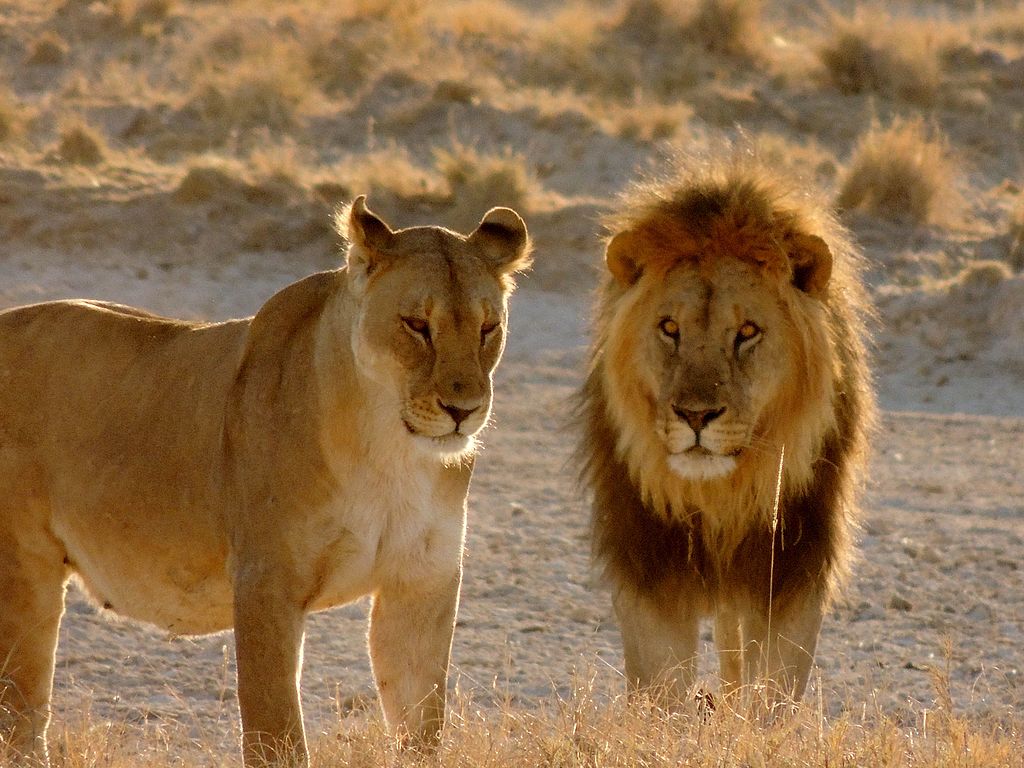 Rethinking Lion Conservation