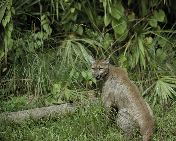 Why Not the Best? How Science Failed the Florida Panther