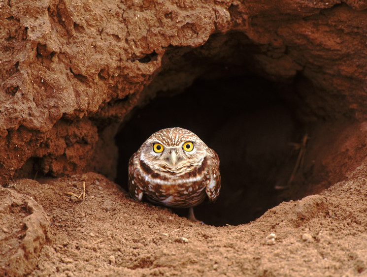 Burrowing Owls' Future Depends on Squirrels, Badgers and Prairie Dogs