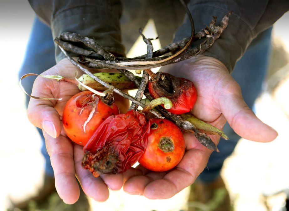 Scientists warned this weed killer would destroy crops. EPA approved it anyway