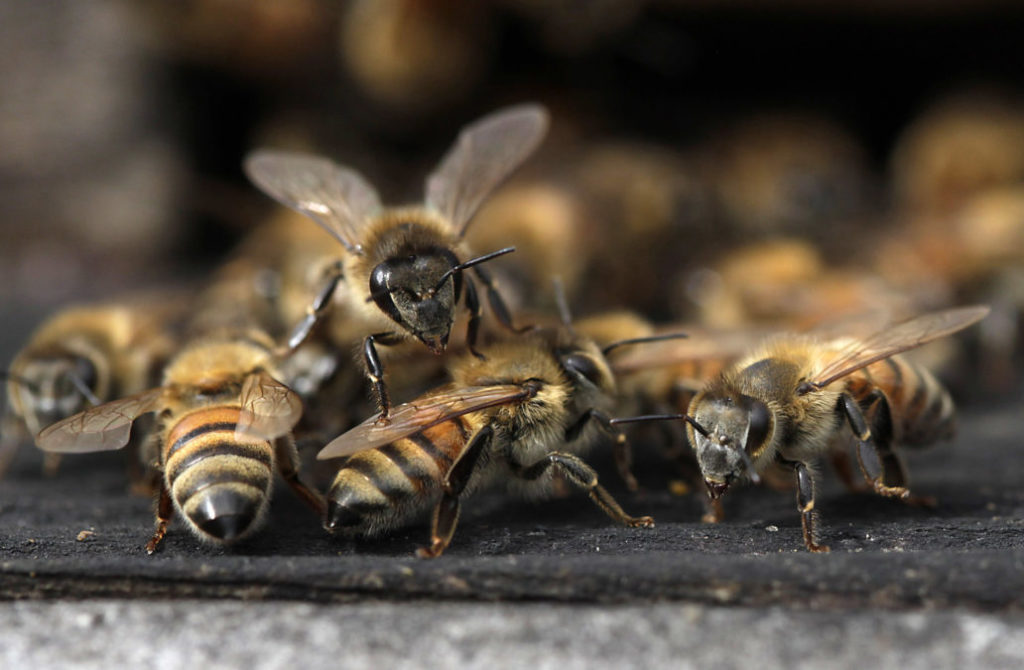 Bees face yet another lethal threat in dicamba, a drift-prone pesticide