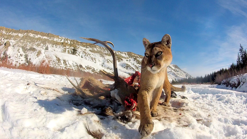 Master Regulators: How Mountain Lions Boost Biodiversity